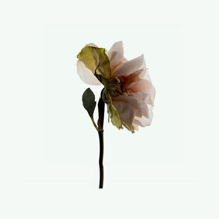Déodorant stick naturel - Third Rose